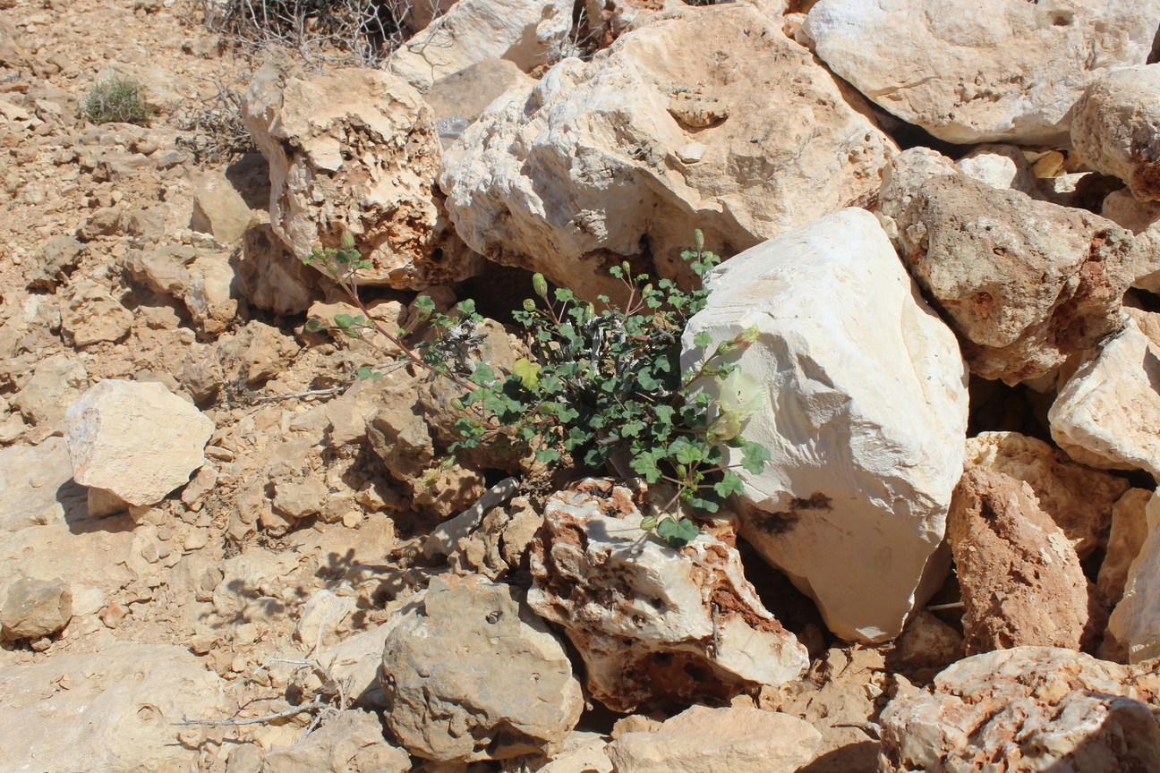 Plant Image